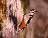 O PETO necesita vivir en lugares onde haxa rbores para facer o nio.