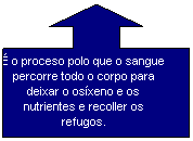 Llamada de flecha hacia arriba:  o proceso polo que o sangue percorre todo o corpo para deixar o osxeno e os nutrientes e recoller os refugos.
