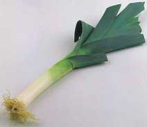 allo porro